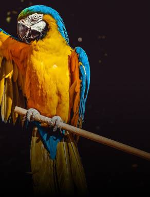 Imagify 4 4 optimized